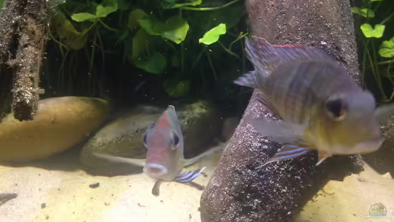 Besatz im Aquarium Gibt es nicht mehr. von Dominik Wexenberger (28)