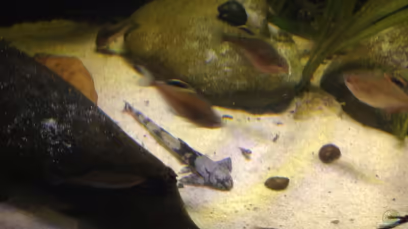 Besatz im Aquarium Gibt es nicht mehr. von Dominik Wexenberger (29)