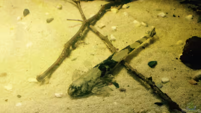 Besatz im Aquarium Gibt es nicht mehr. von Dominik Wexenberger (31)