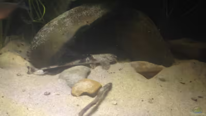 Besatz im Aquarium Gibt es nicht mehr. von Dominik Wexenberger (32)