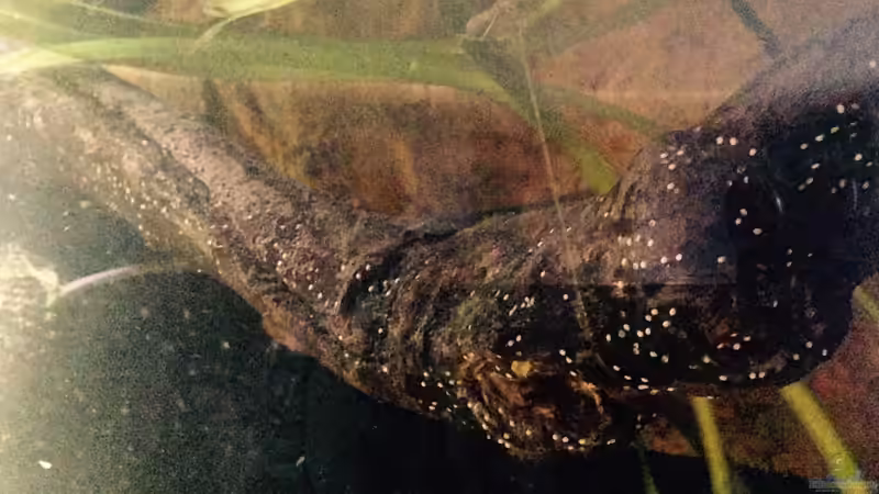 Besatz im Aquarium Gibt es nicht mehr. von Dominik Wexenberger (33)