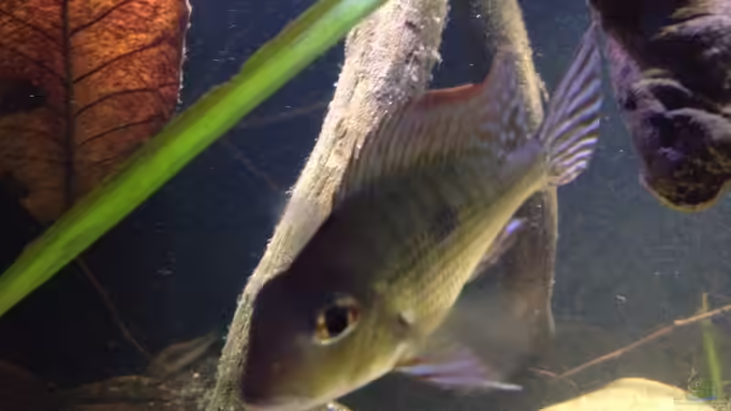 Besatz im Aquarium Gibt es nicht mehr. von Dominik Wexenberger (34)