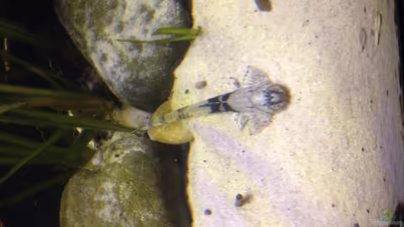 Besatz im Aquarium Gibt es nicht mehr. von Dominik Wexenberger (35)