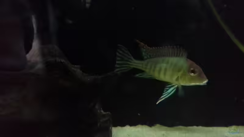 Besatz im Aquarium Gibt es nicht mehr. von Dominik Wexenberger (36)