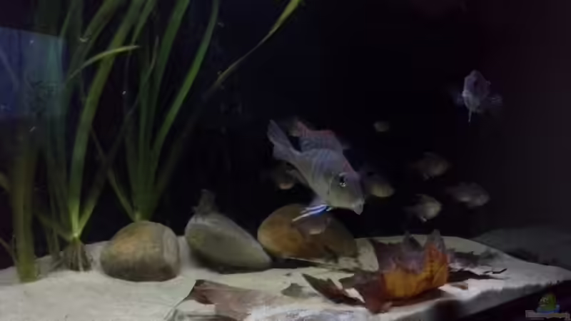 Besatz im Aquarium Gibt es nicht mehr. von Dominik Wexenberger (37)