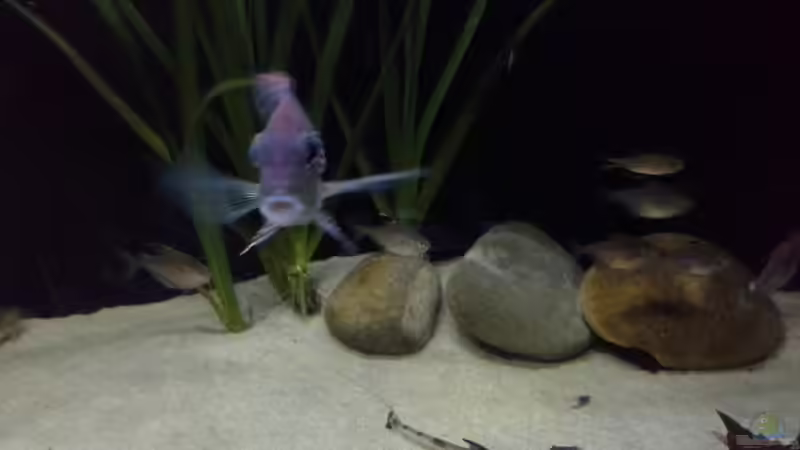 Besatz im Aquarium Gibt es nicht mehr. von Dominik Wexenberger (39)