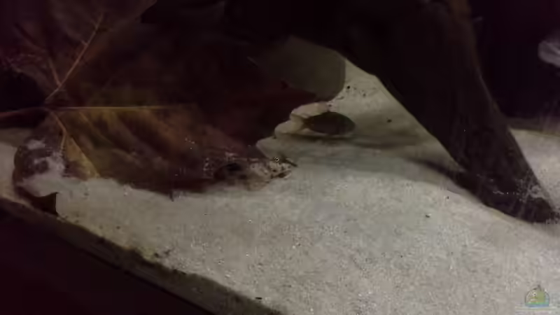 Besatz im Aquarium Gibt es nicht mehr. von Dominik Wexenberger (40)