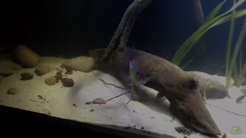 Besatz im Aquarium Gibt es nicht mehr. von Dominik Wexenberger (42)