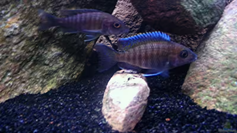 Besatz im Aquarium Gladsheim von T H O R (33)