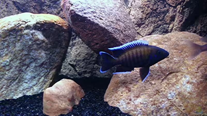 Besatz im Aquarium Gladsheim von T H O R (35)