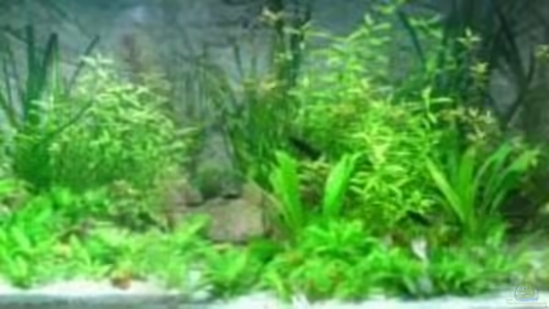 Besatz im Aquarium Görlitzer Wasser von kleines becken (34)