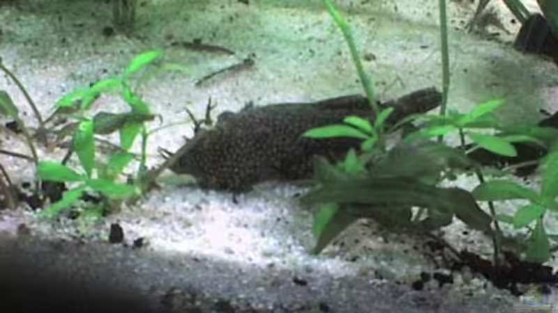 Besatz im Aquarium Görlitzer Wasser von kleines becken (35)