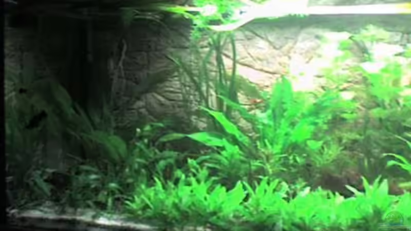 Besatz im Aquarium Görlitzer Wasser von kleines becken (36)