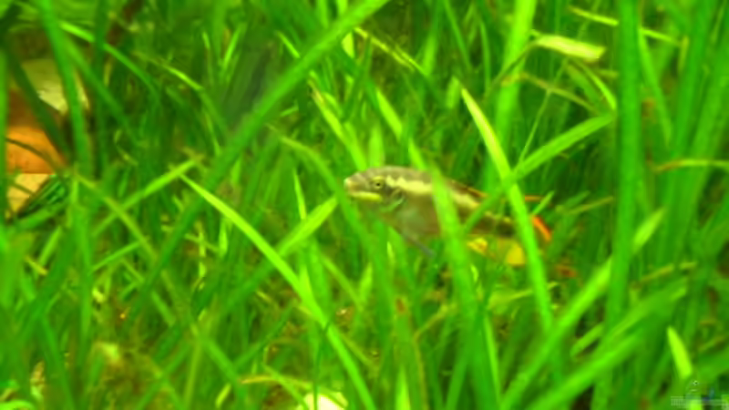 Besatz im Aquarium Görlitzer Wasser von kleines becken (37)