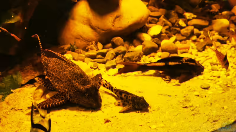 Besatz im Aquarium Golden River von Aquaristik NaturBegabt (14)