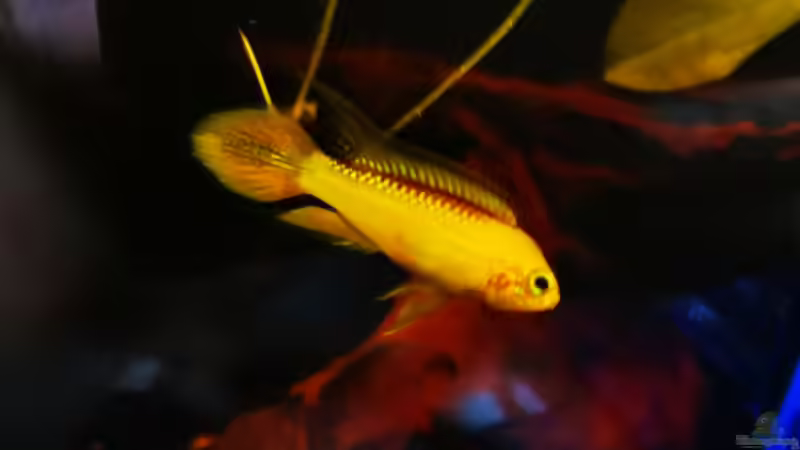 Besatz im Aquarium Golden River von Aquaristik NaturBegabt (15)