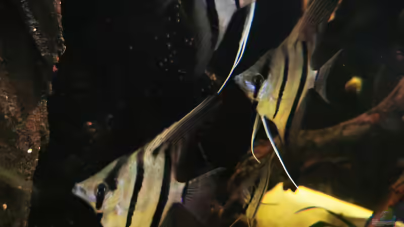 Besatz im Aquarium Golden River von Aquaristik NaturBegabt (17)