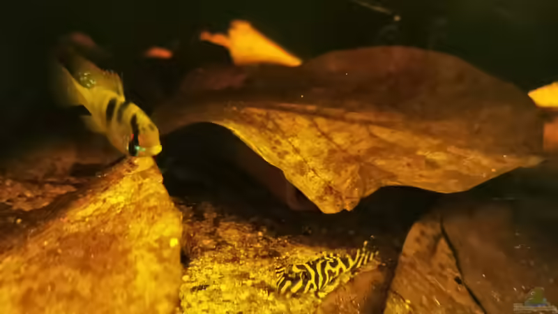 Besatz im Aquarium Golden River von Aquaristik NaturBegabt (19)