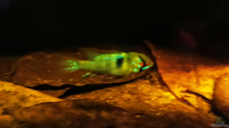 Besatz im Aquarium Golden River von Aquaristik NaturBegabt (20)