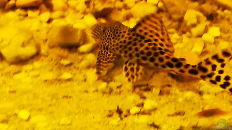 Besatz im Aquarium Golden River von Aquaristik NaturBegabt (21)