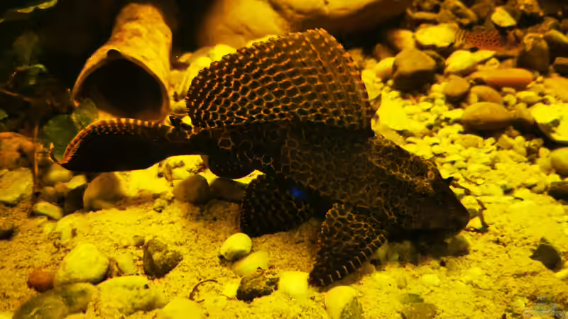 Besatz im Aquarium Golden River von Aquaristik NaturBegabt (22)