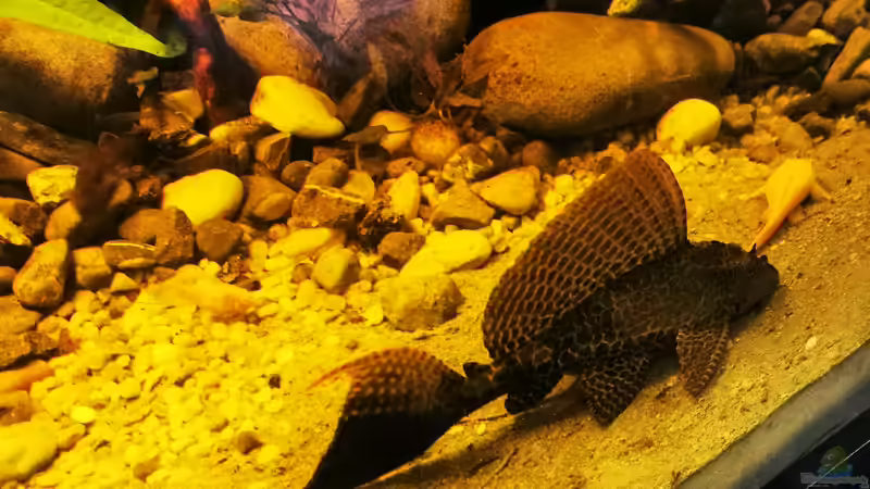 Besatz im Aquarium Golden River von Aquaristik NaturBegabt (23)