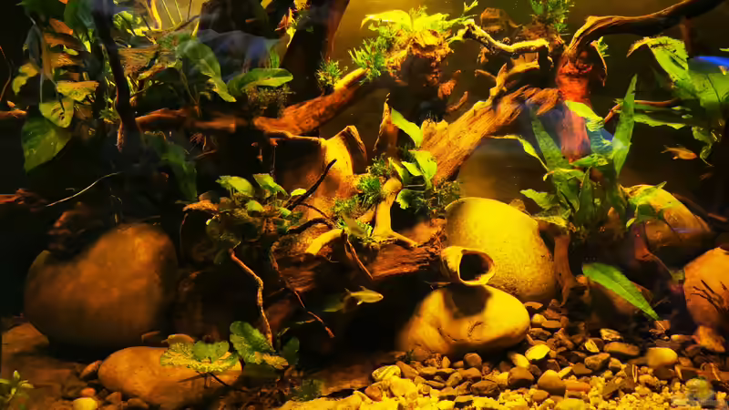 Besatz im Aquarium Golden River von Aquaristik NaturBegabt (24)