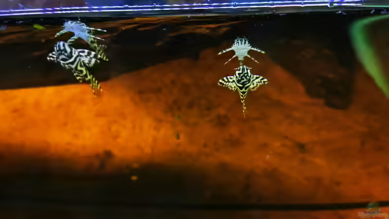 Besatz im Aquarium Golden River von Aquaristik NaturBegabt (27)