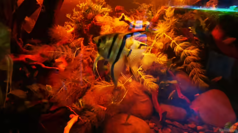 Besatz im Aquarium Golden River von Aquaristik NaturBegabt (29)