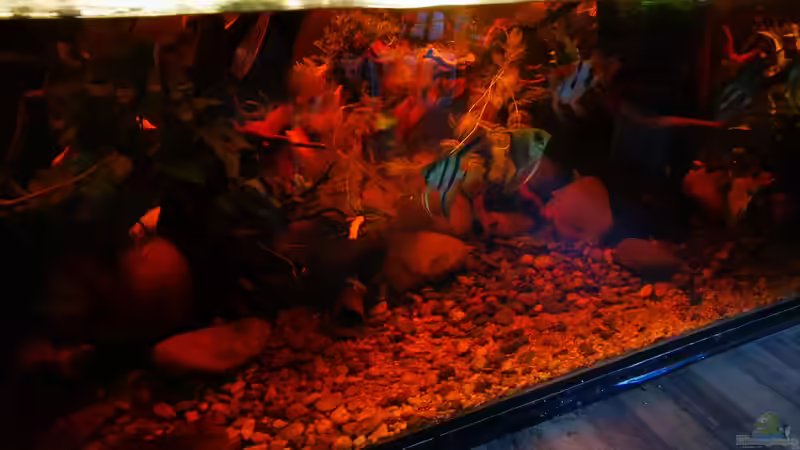 Besatz im Aquarium Golden River von Aquaristik NaturBegabt (31)