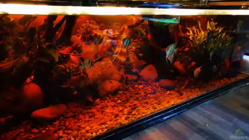 Besatz im Aquarium Golden River von Aquaristik NaturBegabt (33)