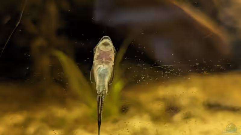 Besatz im Aquarium Golden River von Jan S. (11)