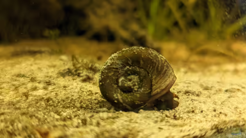 Besatz im Aquarium Golden River von Jan S. (12)