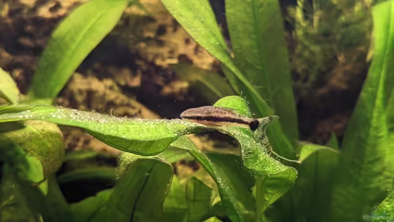 Besatz im Aquarium Golden River von Jan S. (13)