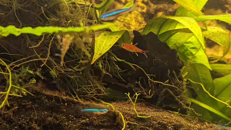 Besatz im Aquarium Golden River von Jan S. (14)