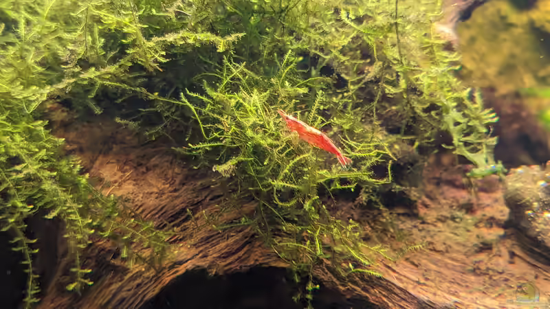 Besatz im Aquarium Golden River von Jan S. (15)