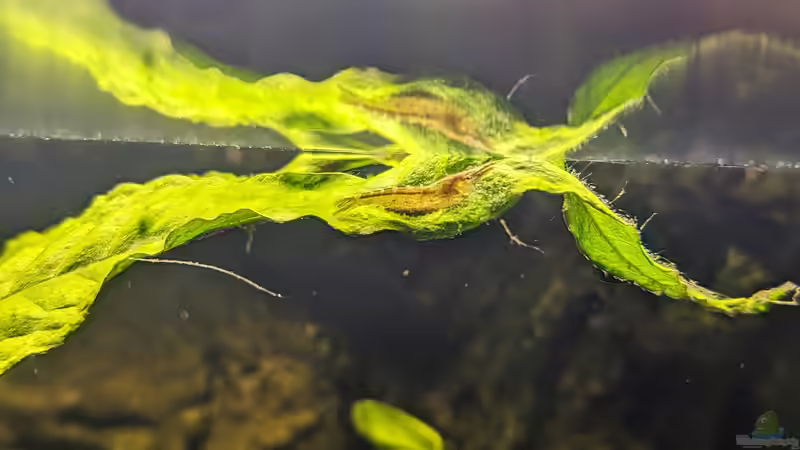 Besatz im Aquarium Golden River von Jan S. (16)