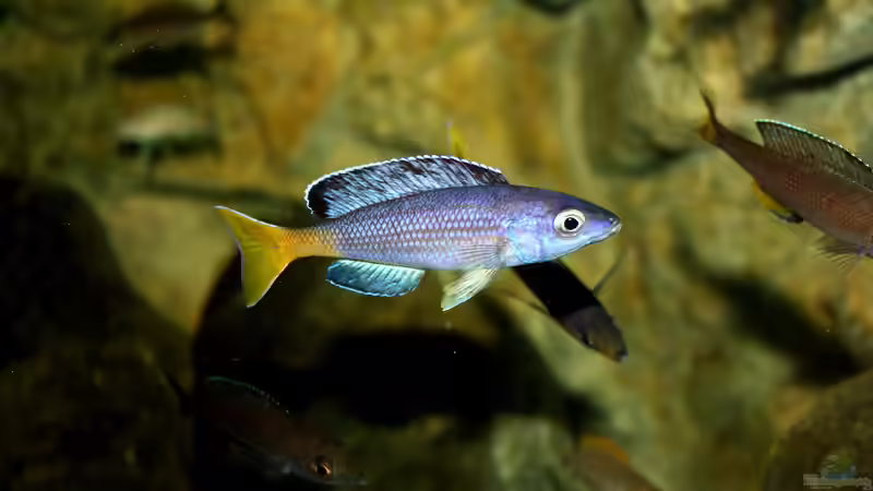 Besatz im Aquarium Great Lake Tanganjika von Koehler (100)