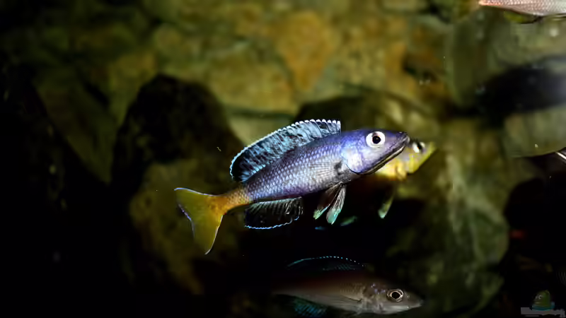 Besatz im Aquarium Great Lake Tanganjika von Koehler (103)