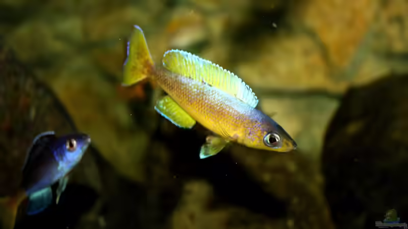 Besatz im Aquarium Great Lake Tanganjika von Koehler (105)