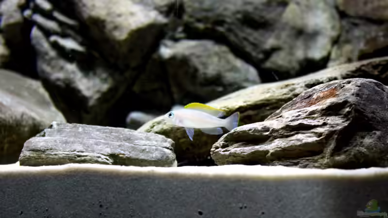 Besatz im Aquarium Great Lake Tanganjika von Koehler (32)