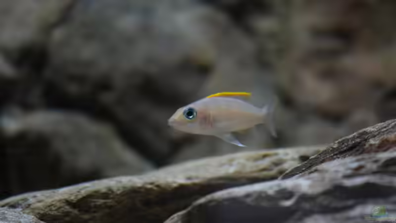 Besatz im Aquarium Great Lake Tanganjika von Koehler (36)