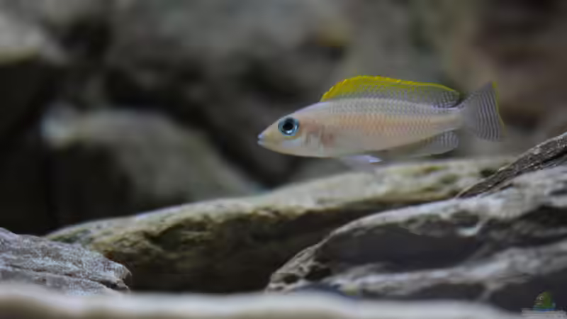 Besatz im Aquarium Great Lake Tanganjika von Koehler (38)