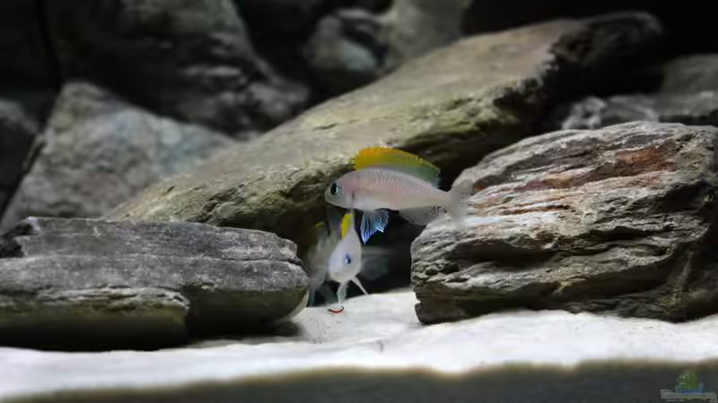 Besatz im Aquarium Great Lake Tanganjika von Koehler (43)