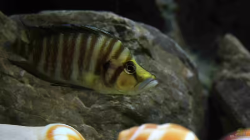 Besatz im Aquarium Great Lake Tanganjika von Koehler (47)