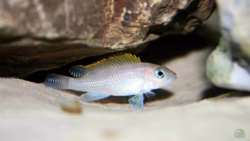 Besatz im Aquarium Great Lake Tanganjika von Koehler (48)