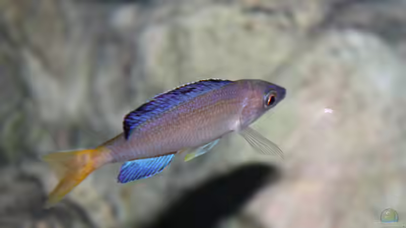 Besatz im Aquarium Great Lake Tanganjika von Koehler (55)