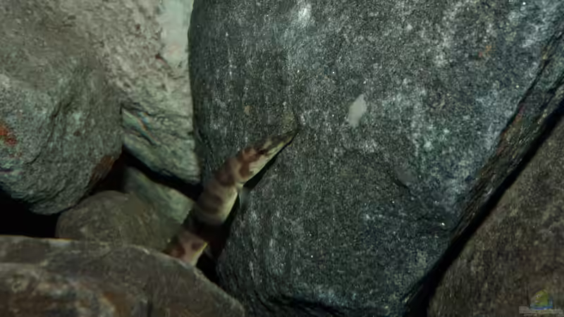 Besatz im Aquarium Great Lake Tanganjika von Koehler (59)