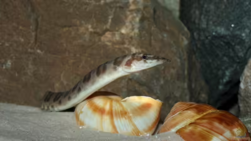 Besatz im Aquarium Great Lake Tanganjika von Koehler (60)