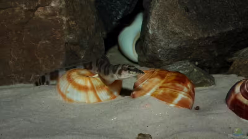 Besatz im Aquarium Great Lake Tanganjika von Koehler (61)